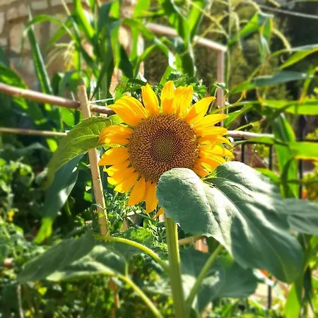 Appartement To Pefko - Mezzanines - *