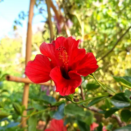 Appartement To Pefko - Mezzanines - *