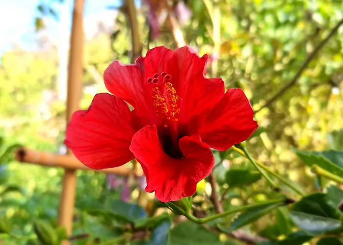 アパート To Pefko - Mezzanines - *